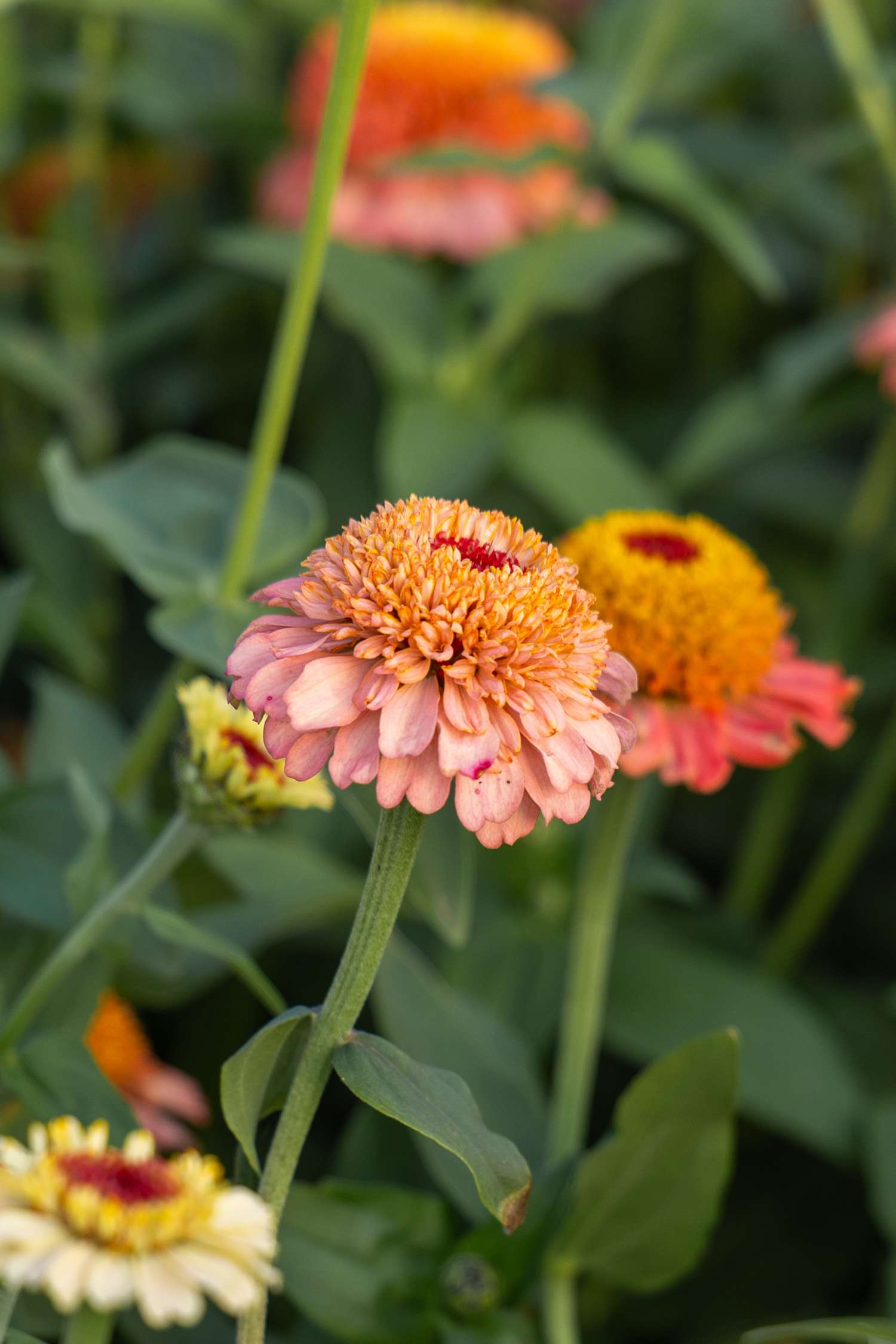 Zinnia 'Zinderella Peach' (siemen)